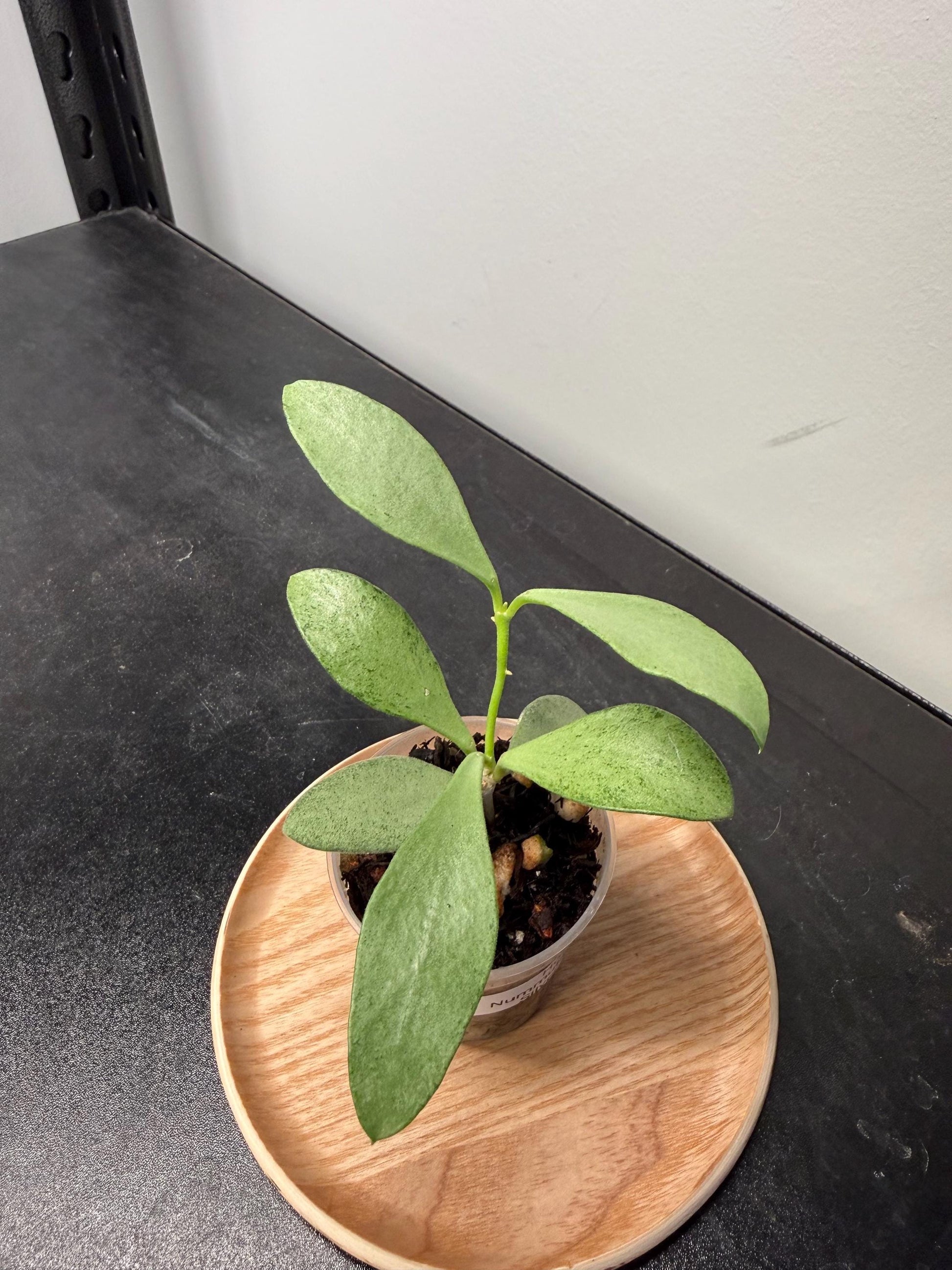 Hoya Nummularioides Silver Indoor Plant