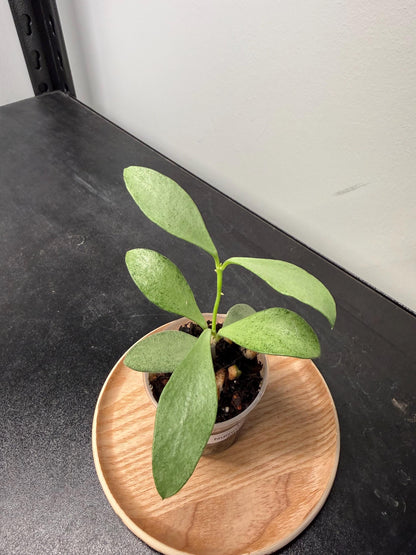 Hoya Nummularioides Silver Indoor Plant