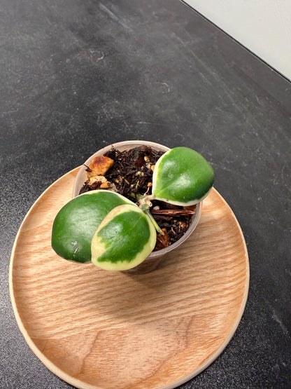 Hoya Palta aka Incurvula Albomarginata Indoor Plant