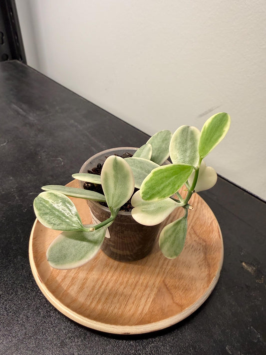 Dischidia Oiantha Variegata Indoor Plant