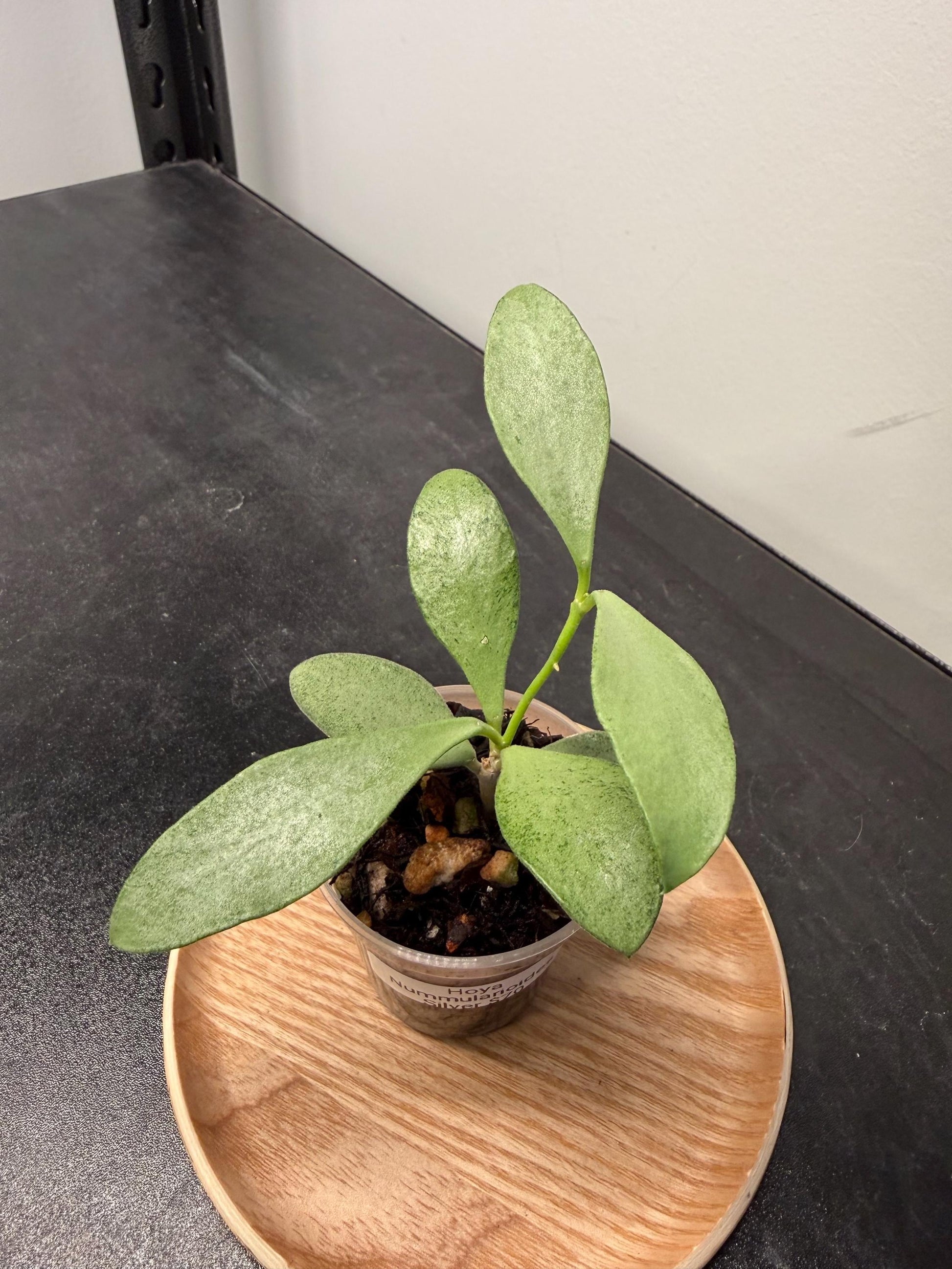 Hoya Nummularioides Silver Indoor Plant