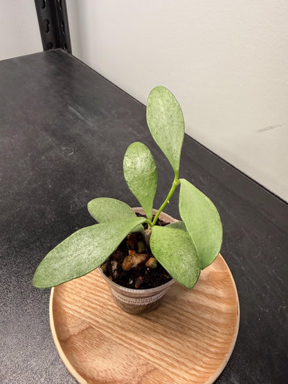 Hoya Nummularioides Silver Indoor Plant
