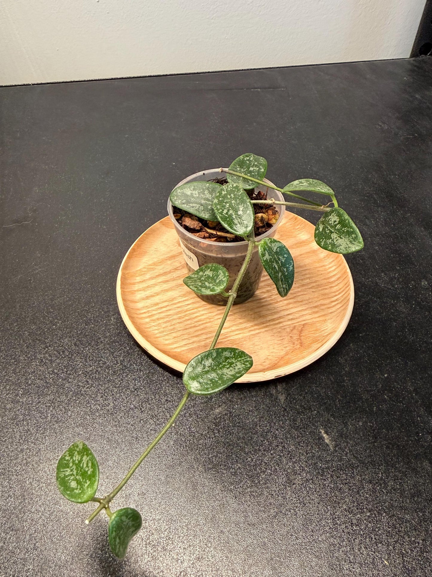 Hoya Lacunosa Lima Splash Indoor Plant