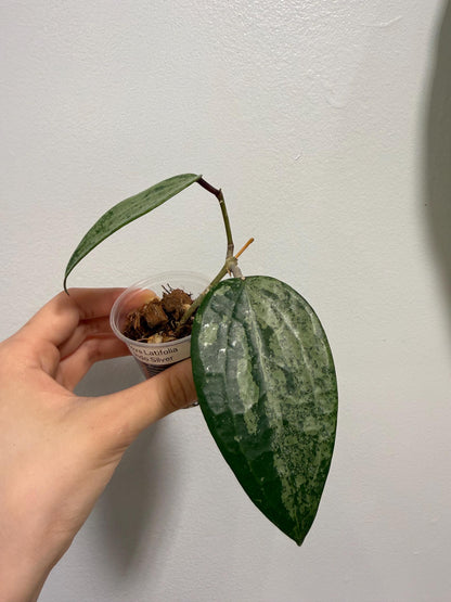 Hoya Latifolia Indo Silver Indoor Plant