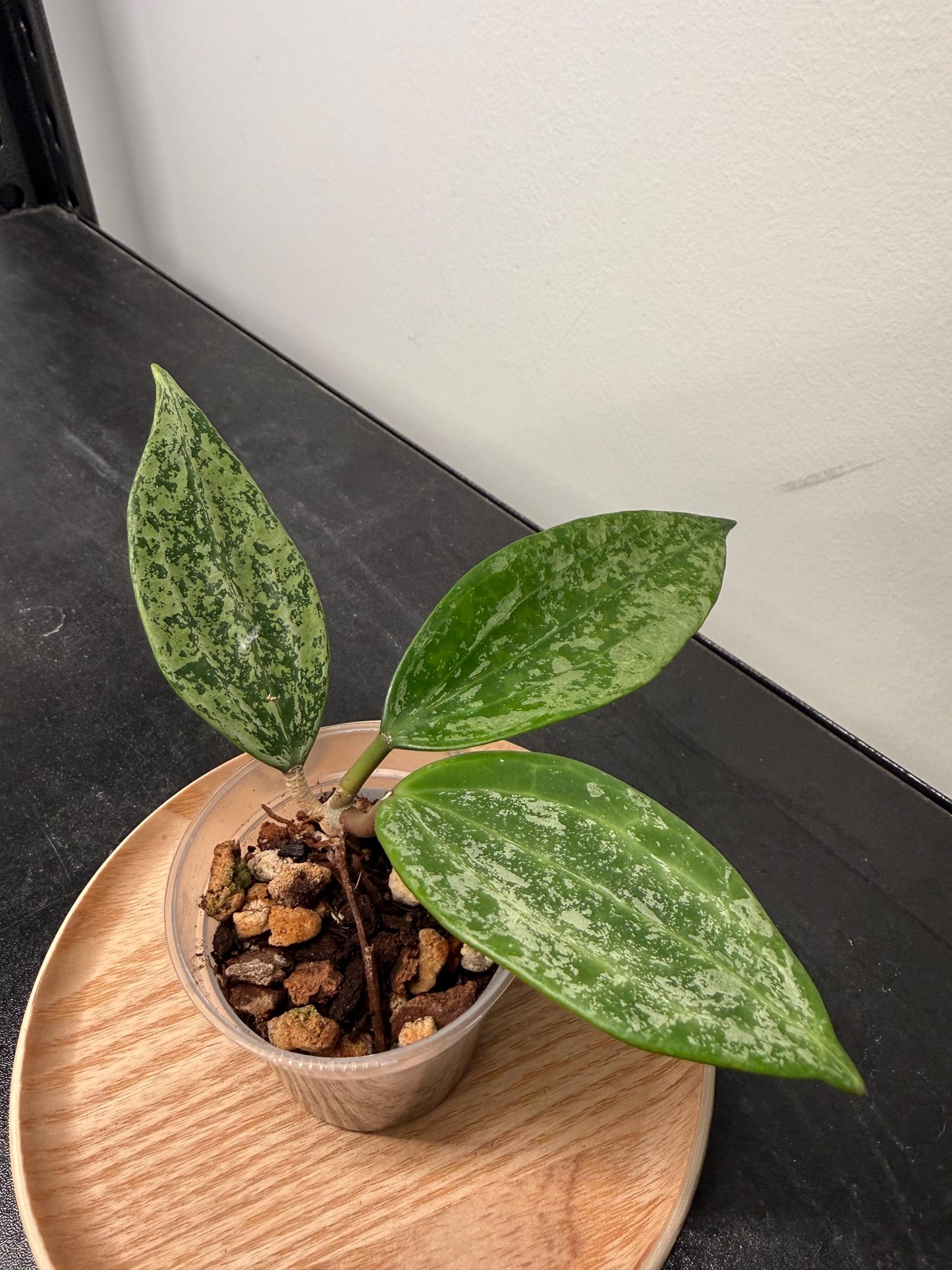 Hoya Rangsan Splash Indoor Plant