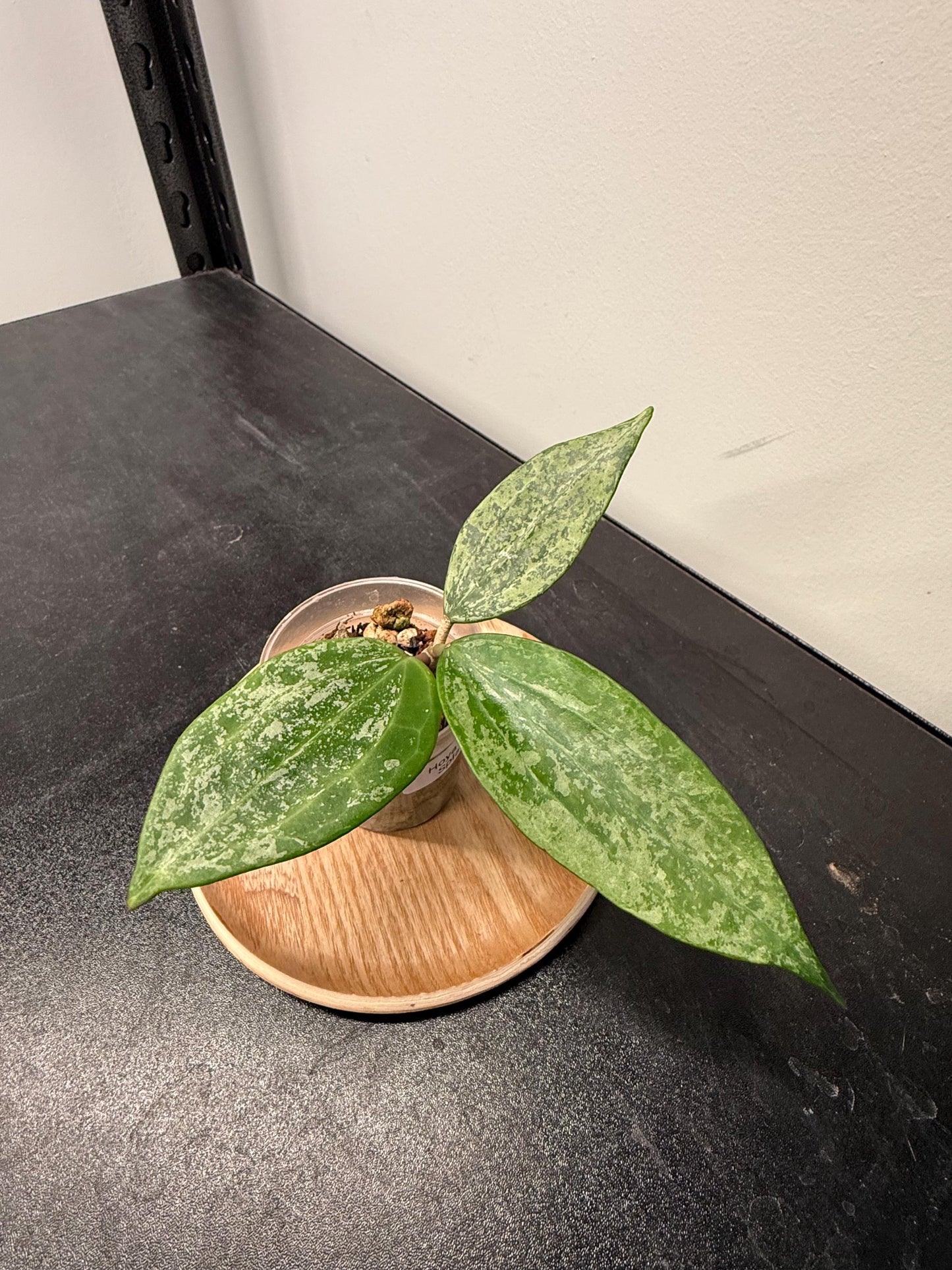 Hoya Rangsan Splash Indoor Plant