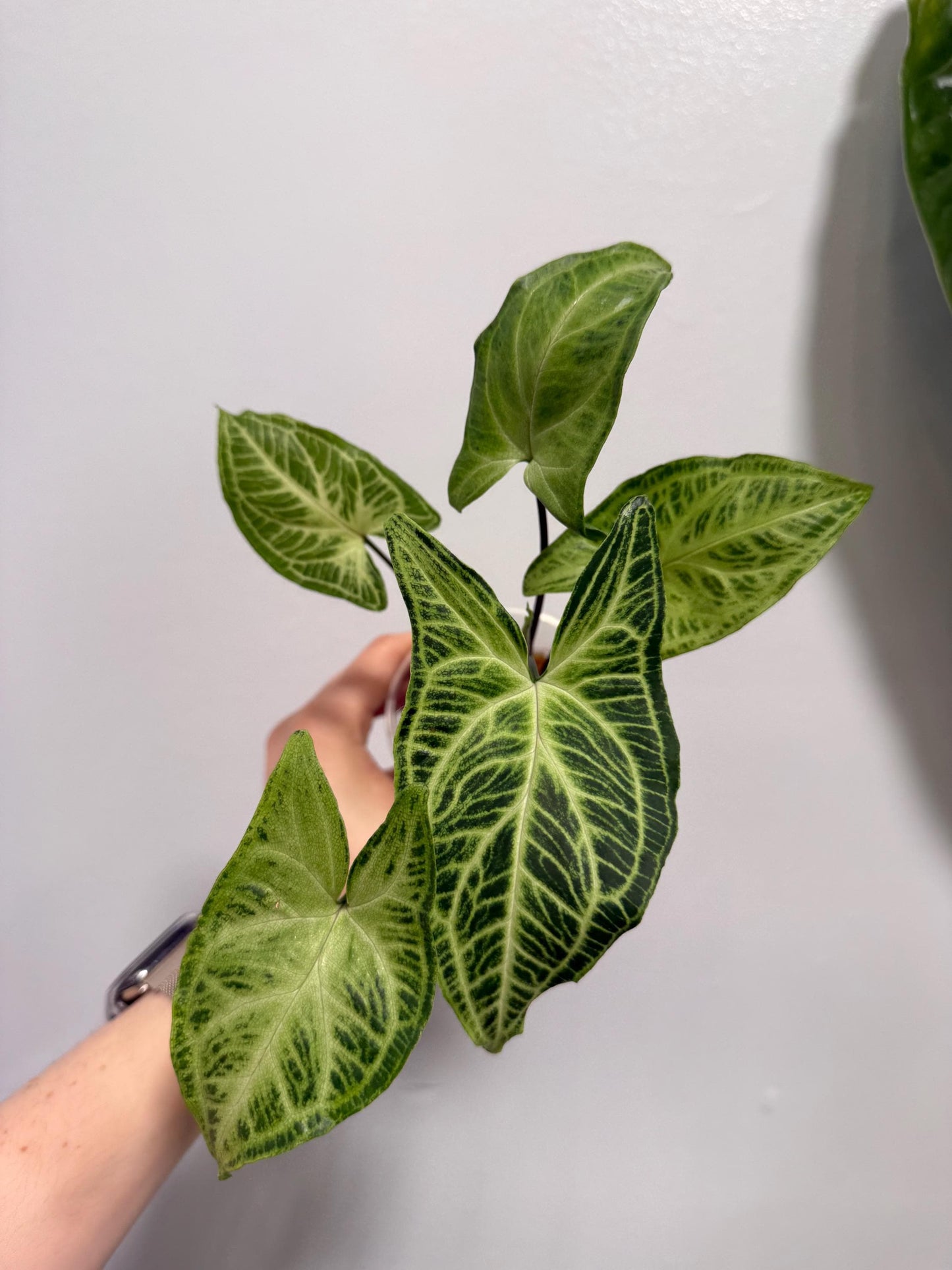 Syngonium Batik Indoor Plant