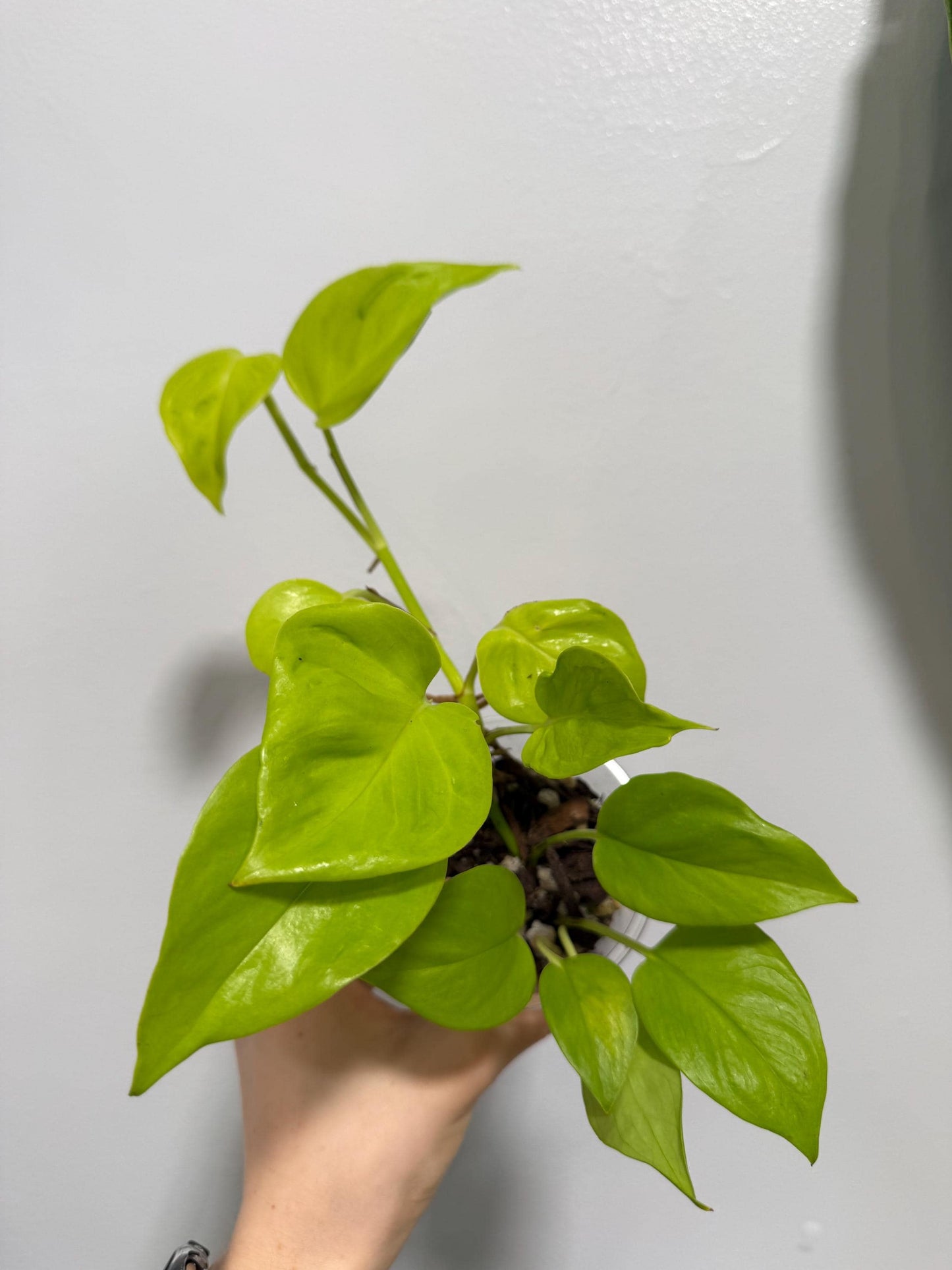 Teruno Champs-Elysées Indoor Plant