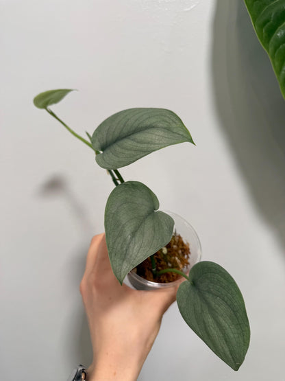 Scindapsus Silver Hero Indoor Trailing Plant