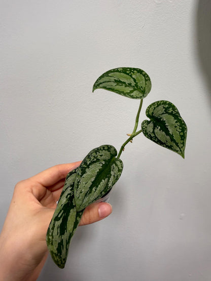 Scindapsus Silver Tricolor Indoor Trailing Plant