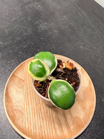 Hoya Palta aka Incurvula Albomarginata Indoor Plant