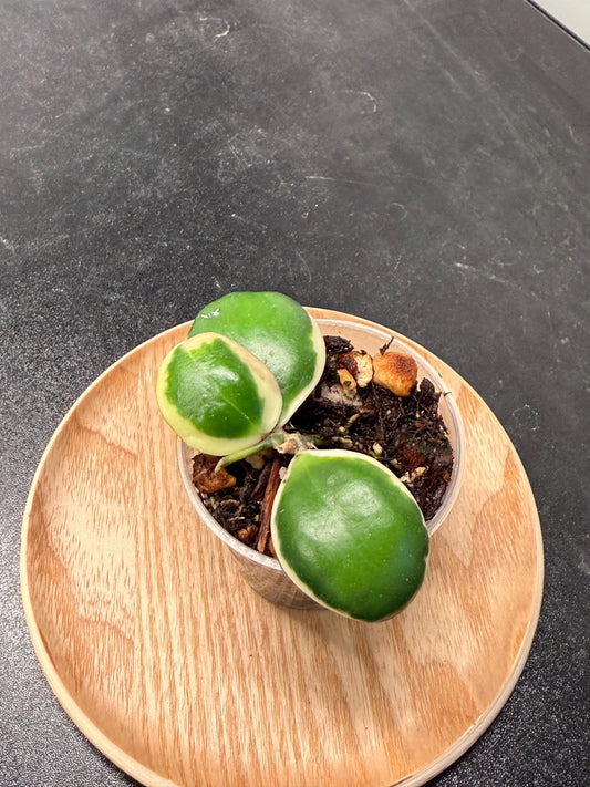 Hoya Palta aka Incurvula Albomarginata Indoor Plant