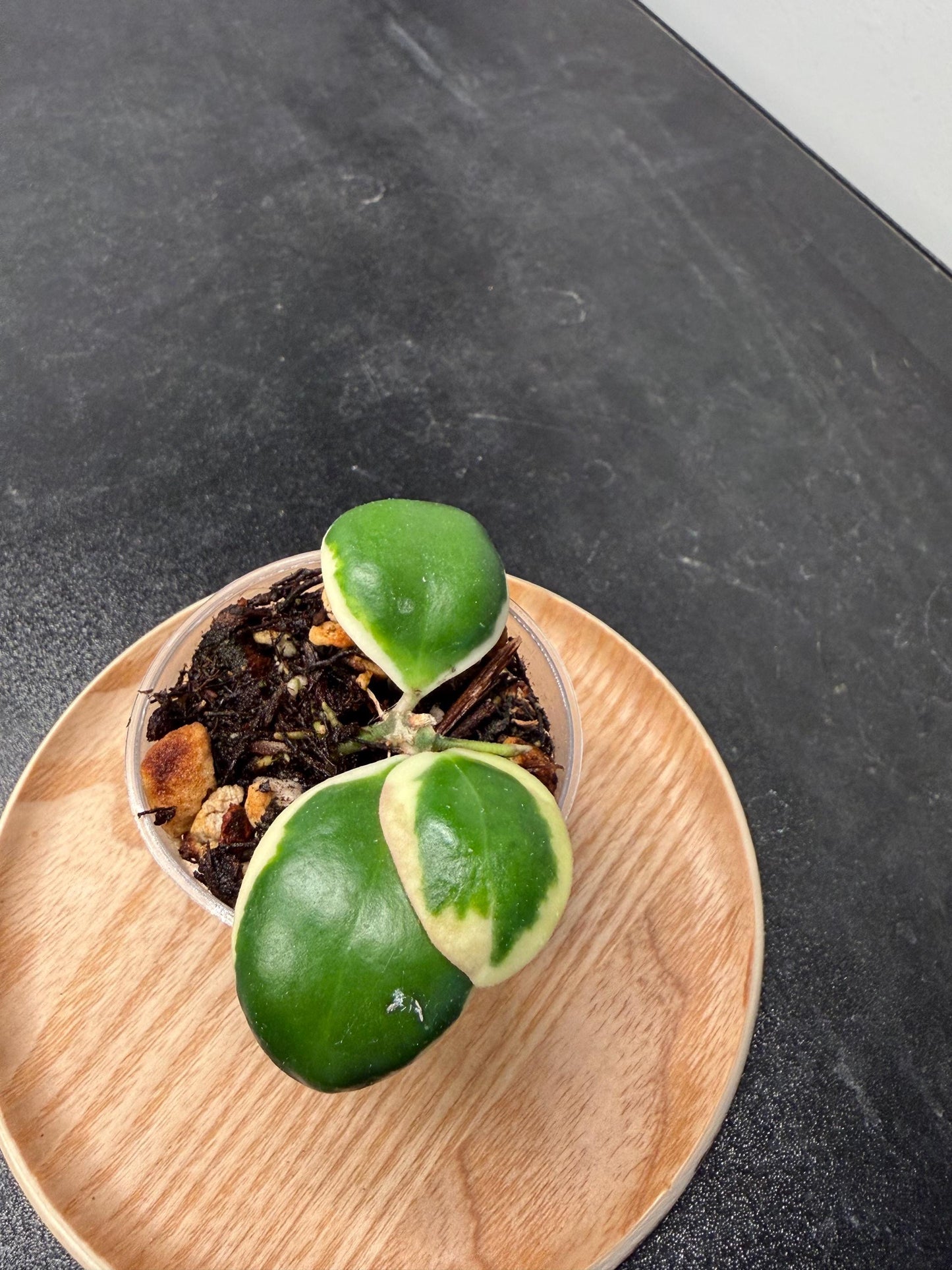 Hoya Palta aka Incurvula Albomarginata Indoor Plant