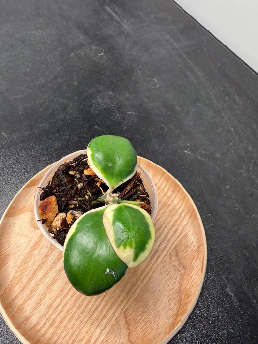 Hoya Palta aka Incurvula Albomarginata Indoor Plant
