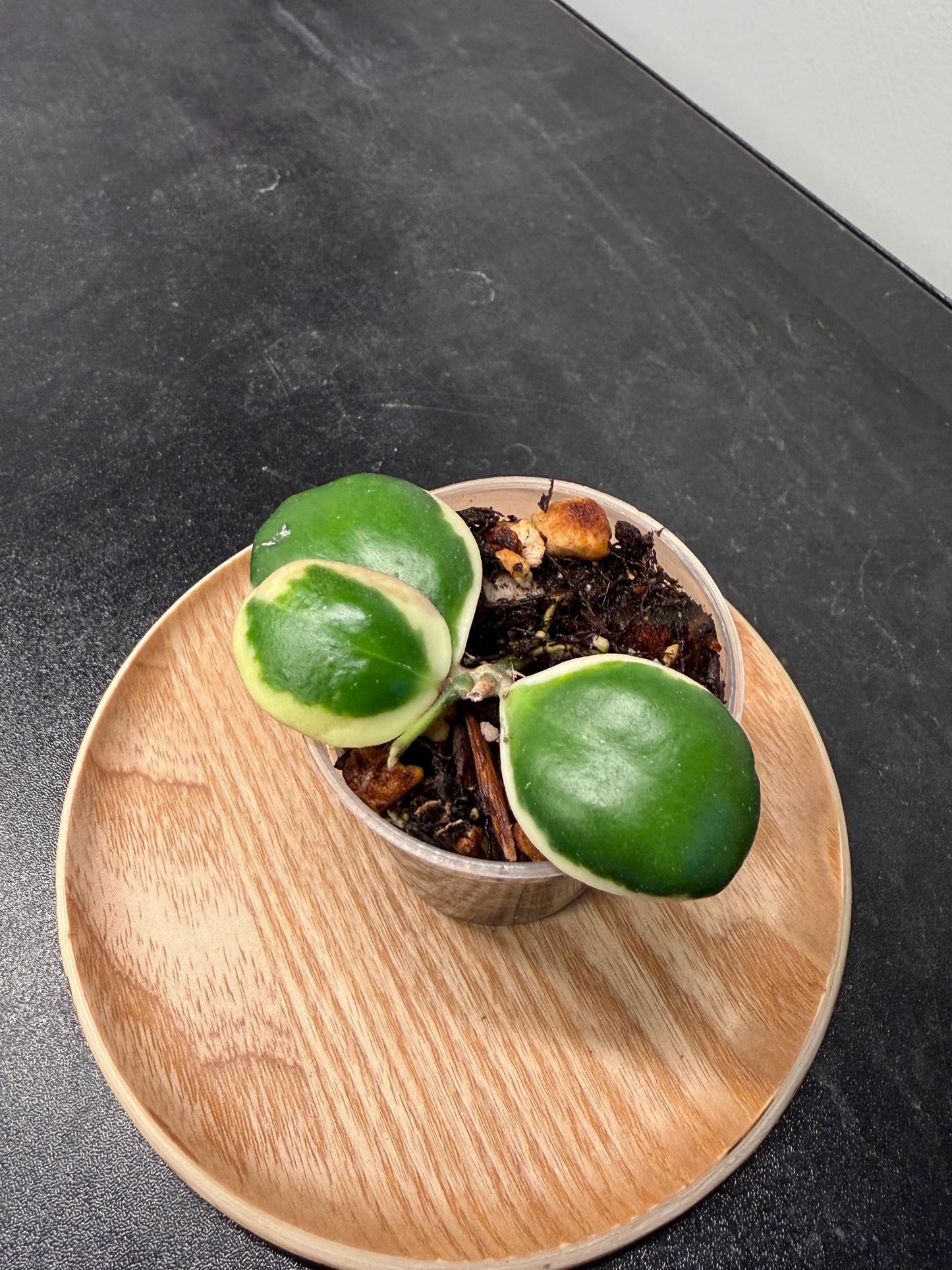 Hoya Palta aka Incurvula Albomarginata Indoor Plant