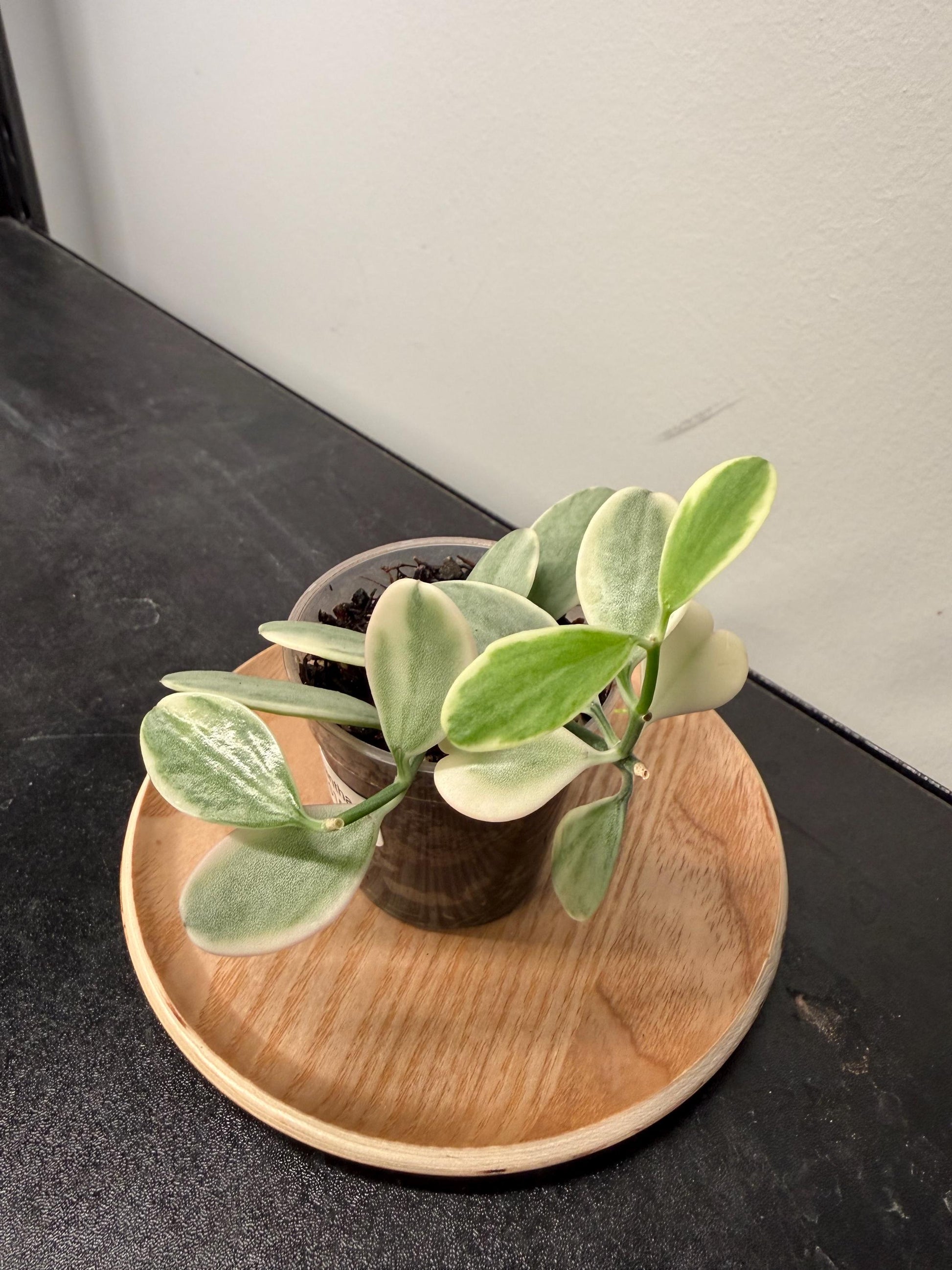 Dischidia Oiantha Variegata Indoor Plant