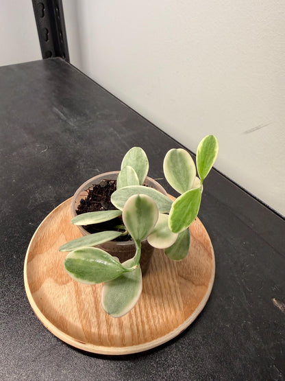 Dischidia Oiantha Variegata Indoor Plant