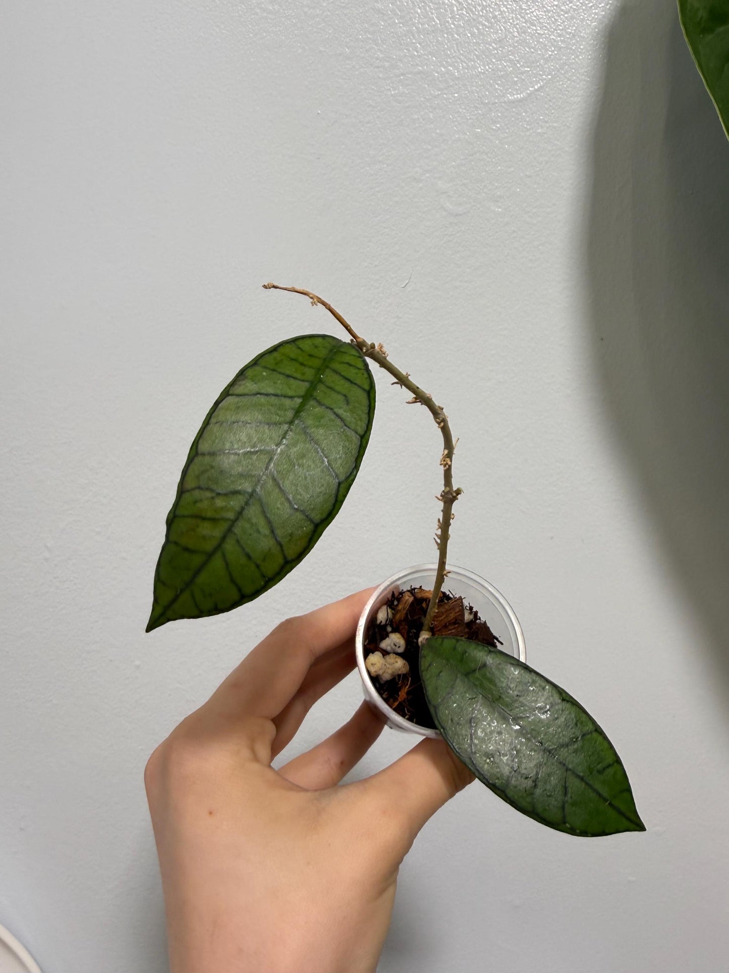 Hoya Gunung Gading Indoor Plant