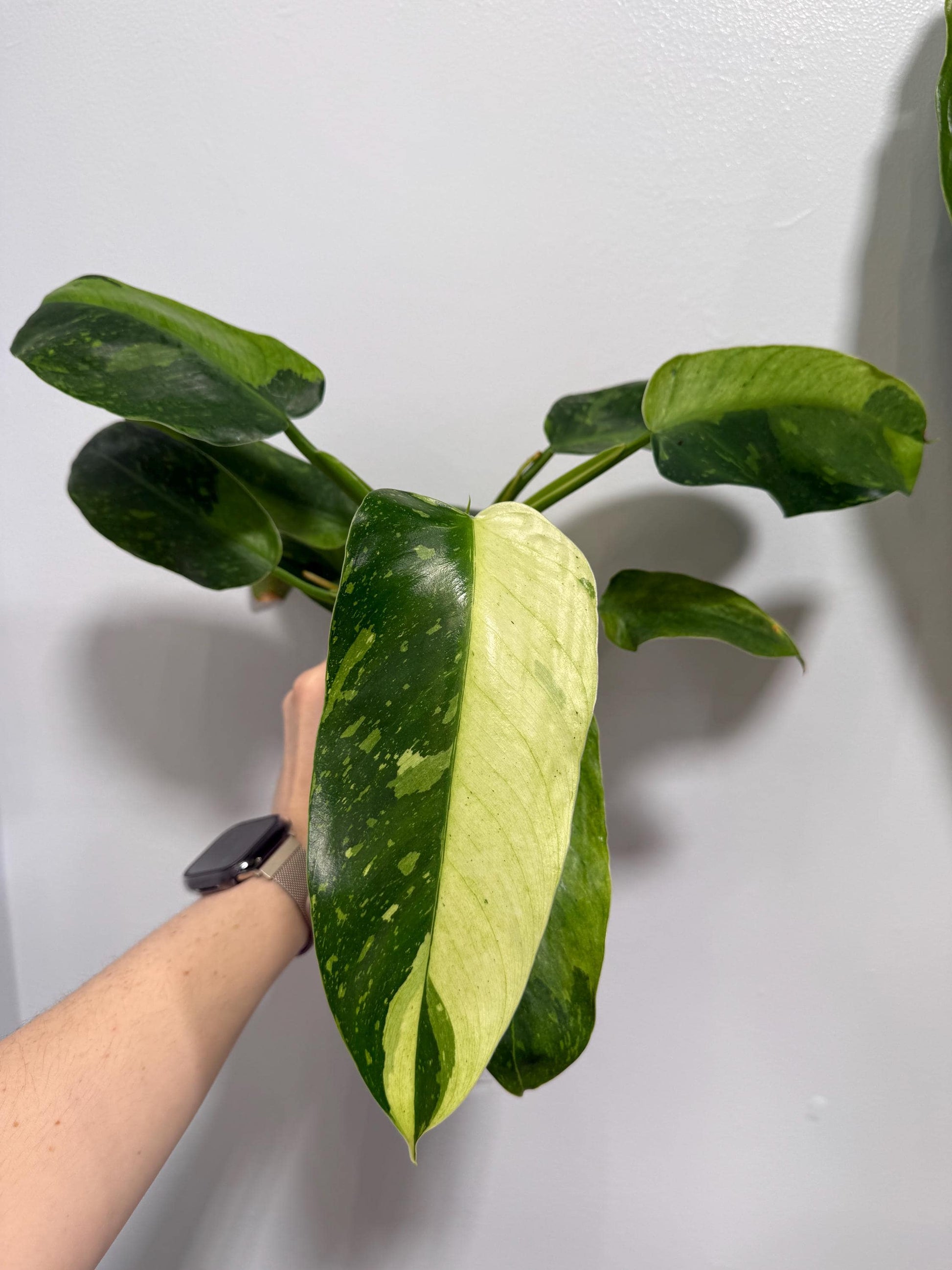 Philodendron Jose Buono Indoor Climbing Plant