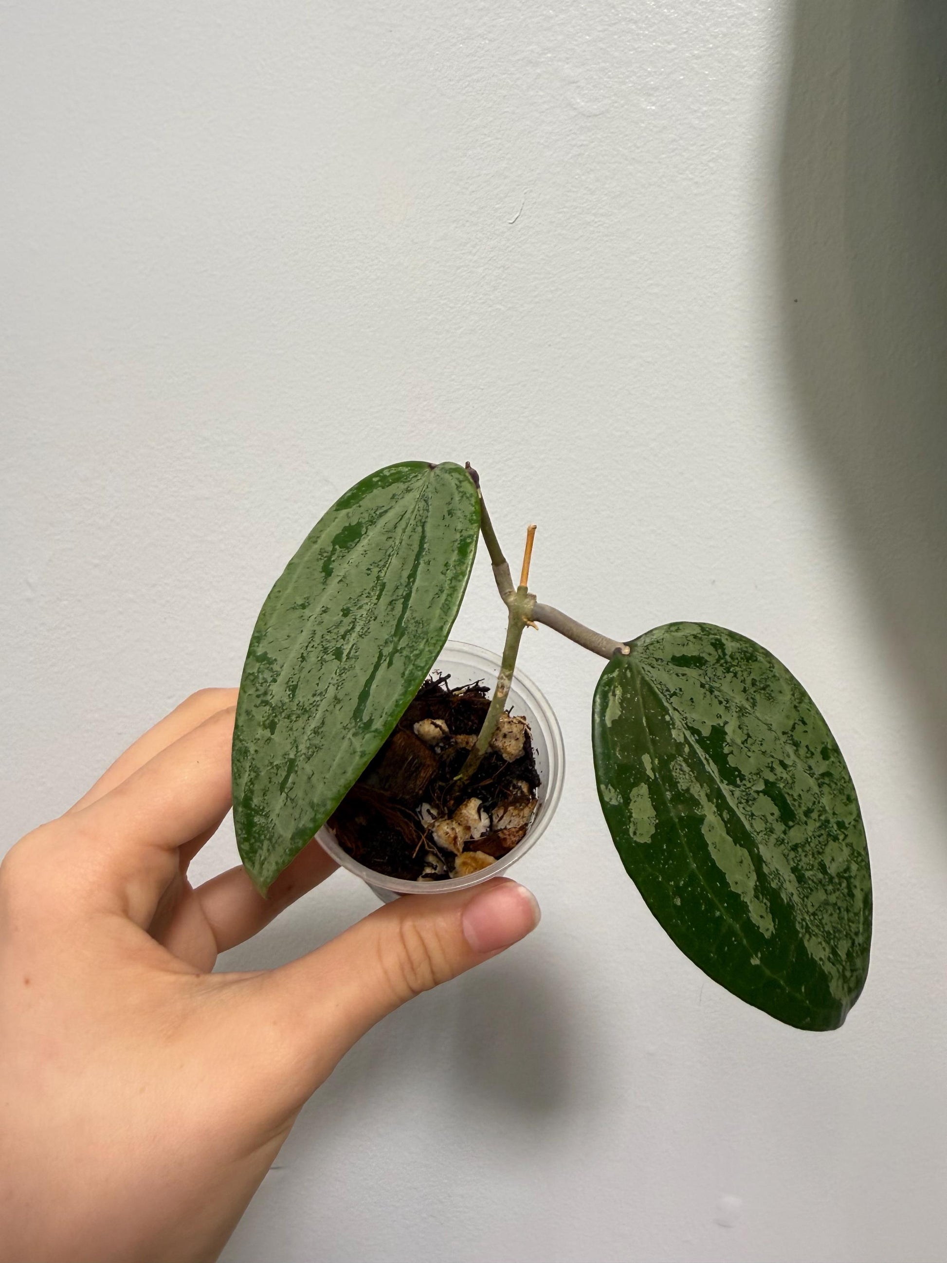Hoya Latifolia Indo Silver Indoor Plant