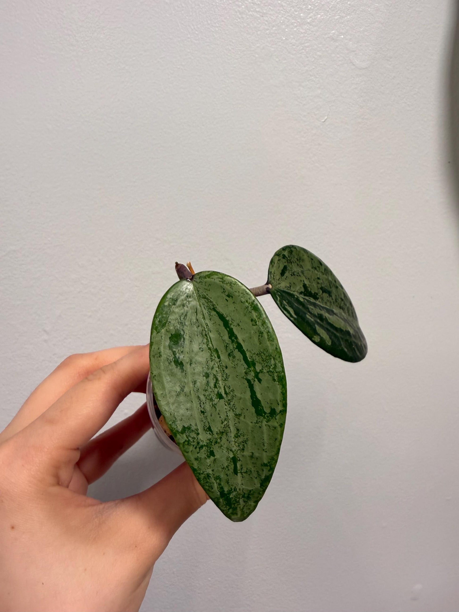 Hoya Latifolia Indo Silver Indoor Plant