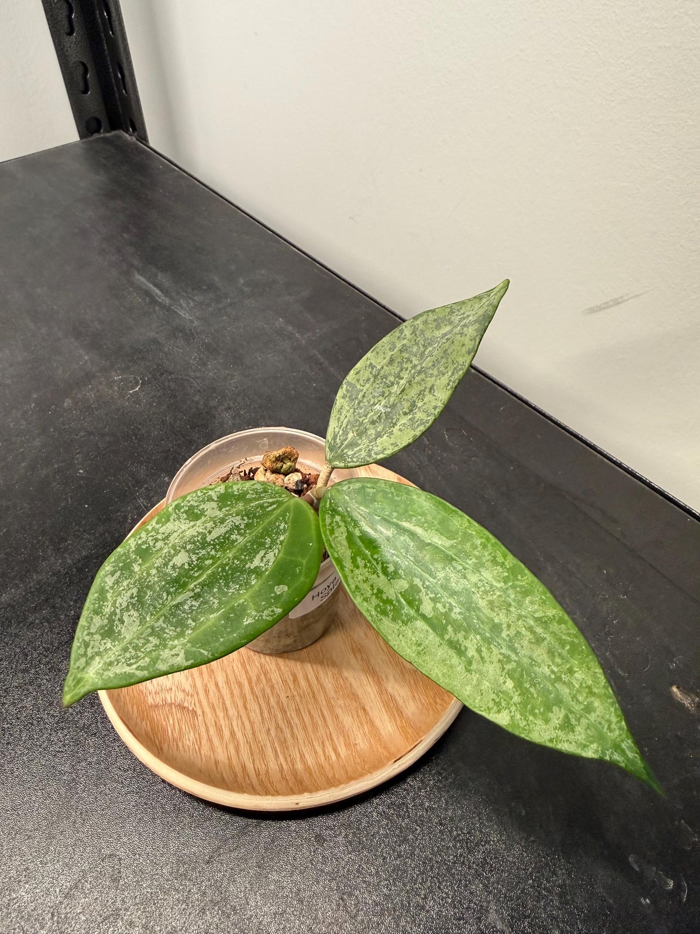 Hoya Rangsan Splash Indoor Plant
