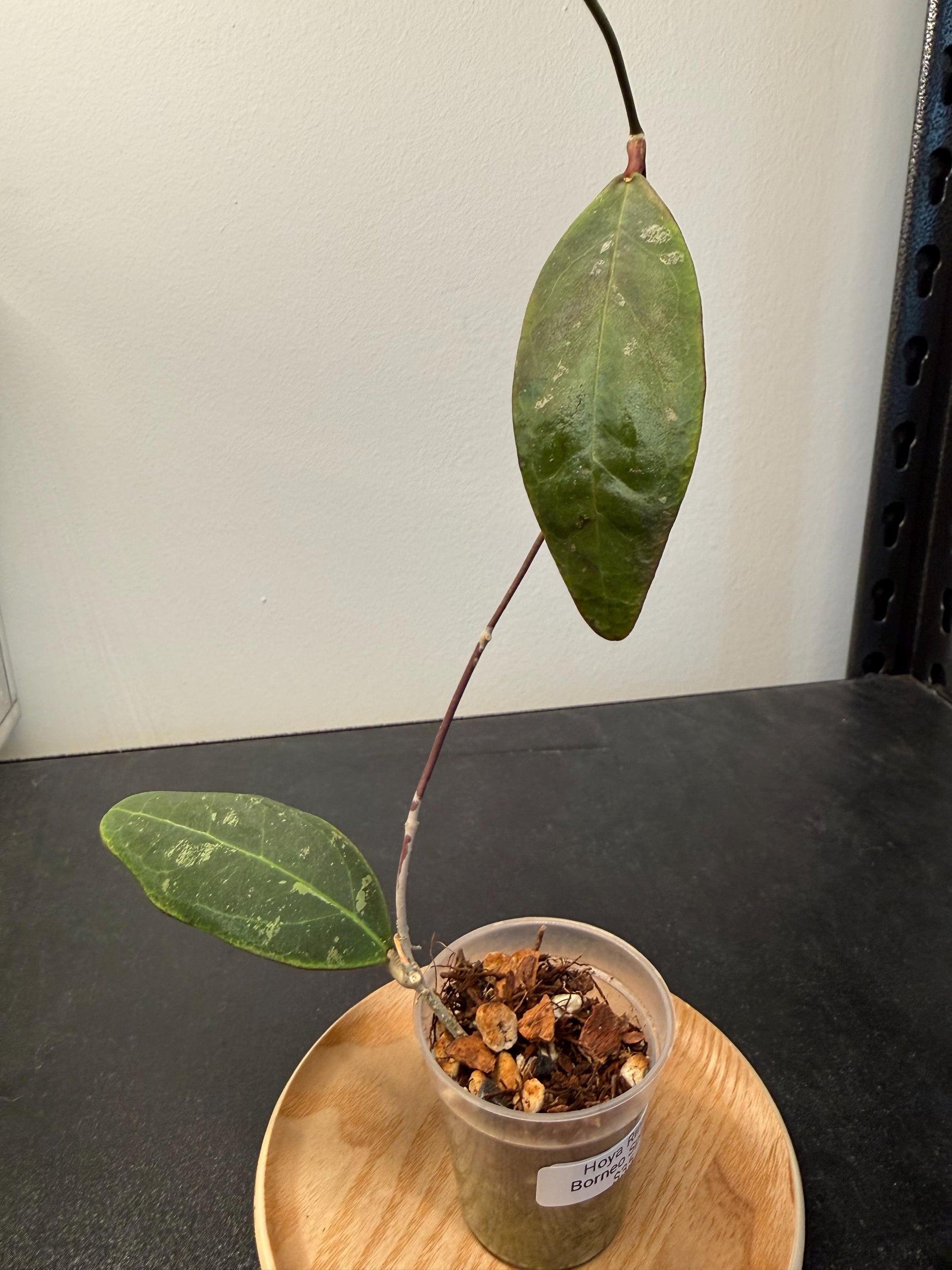 Hoya Rintzii Borneo Splash Indoor Plant