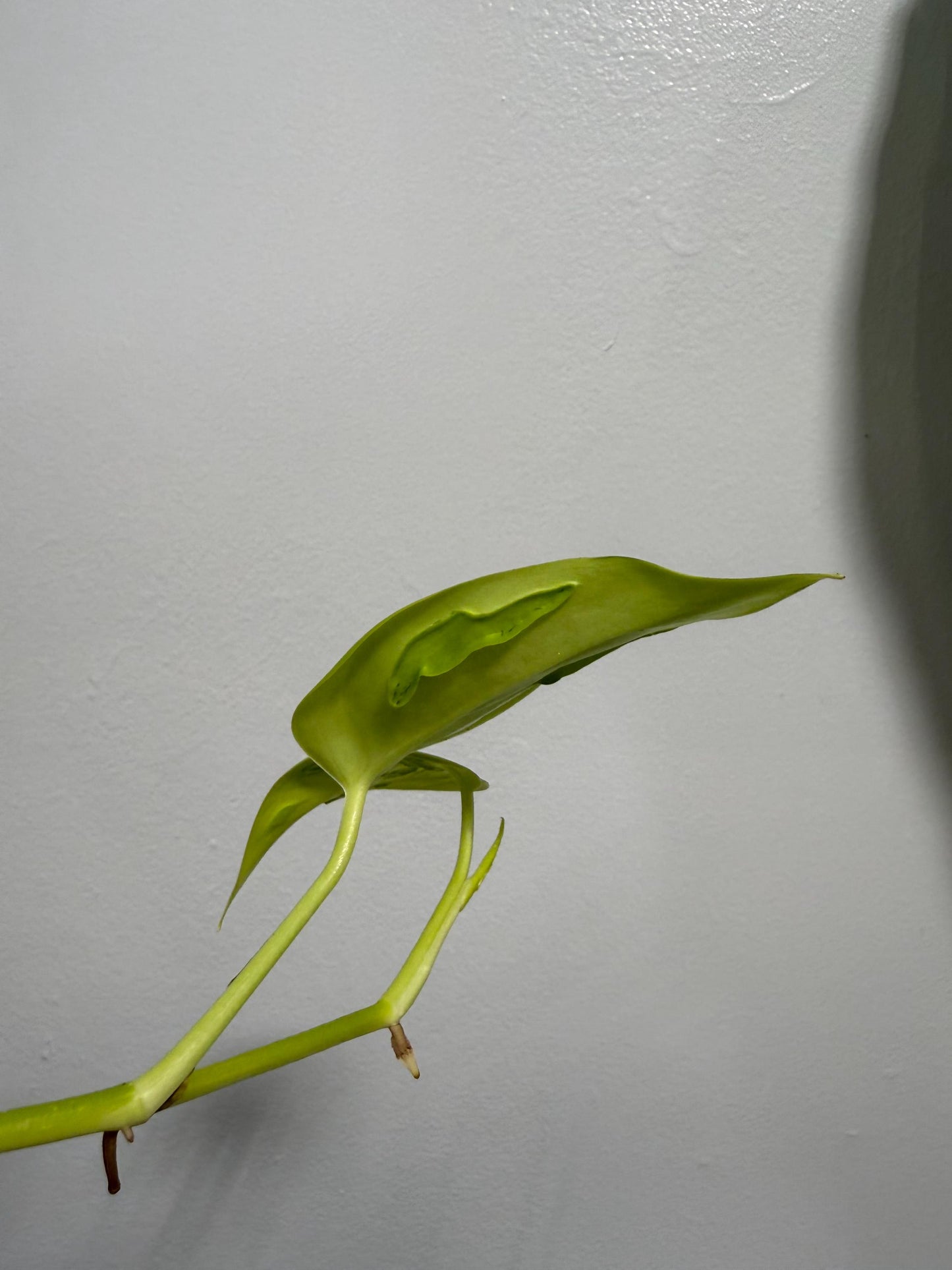 Teruno Champs-Elysées Indoor Plant