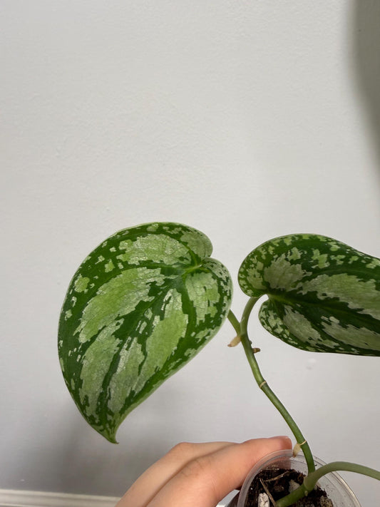 Scindapsus Silver Tricolor Indoor Trailing Plant
