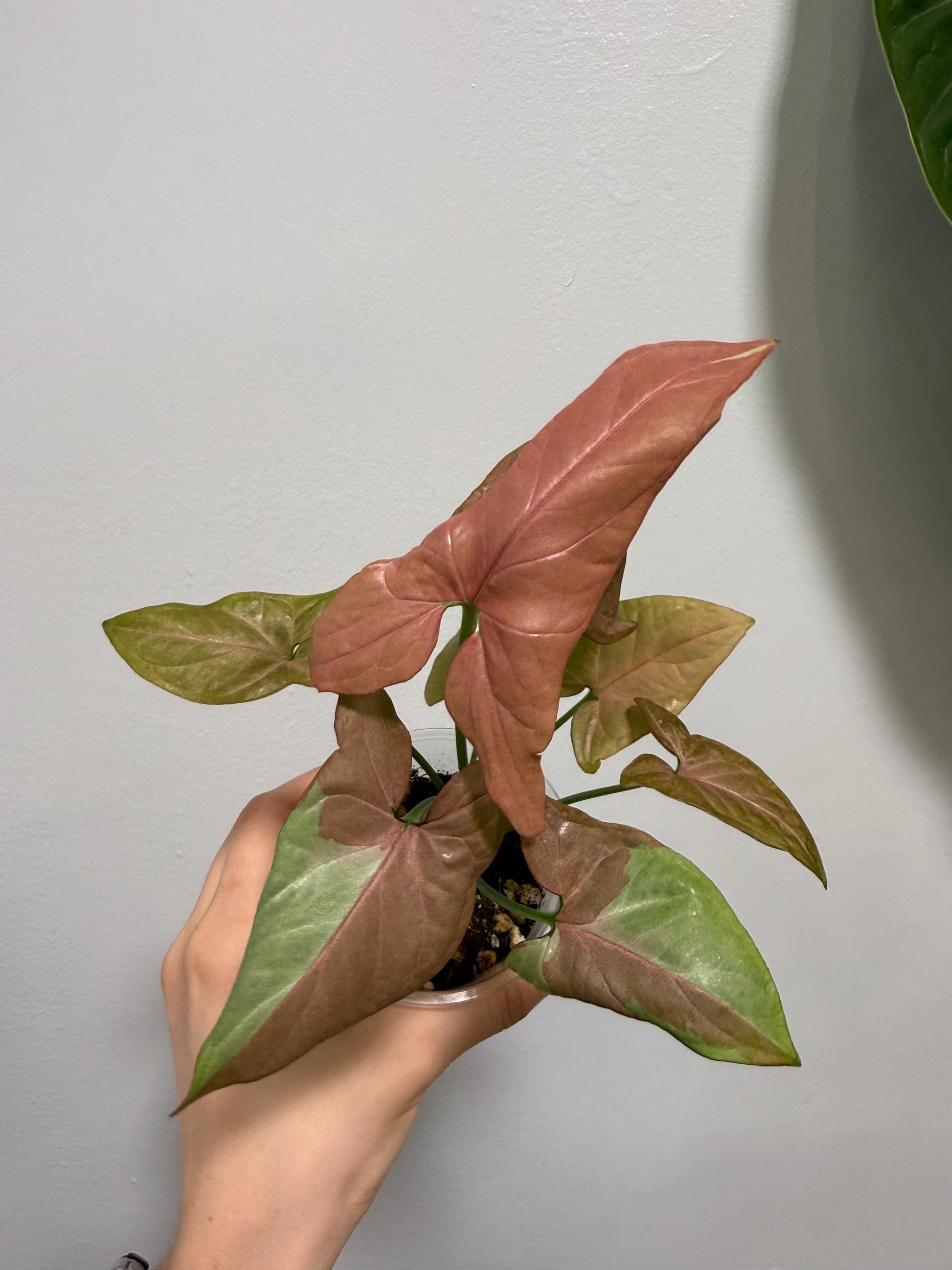 Syngonium Strawberry Milk Indoor Plant