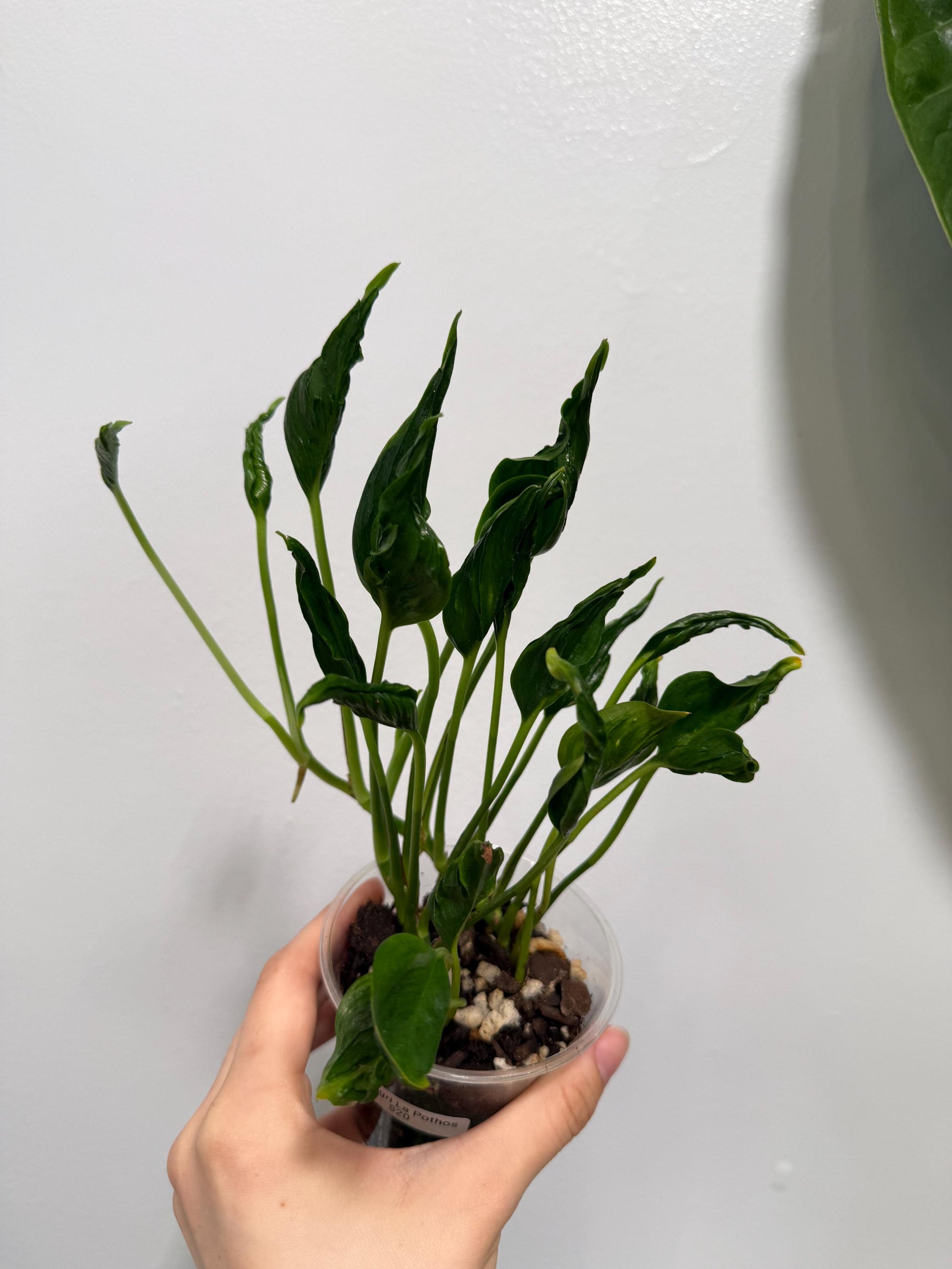 Shangri La Pothos Indoor Plant