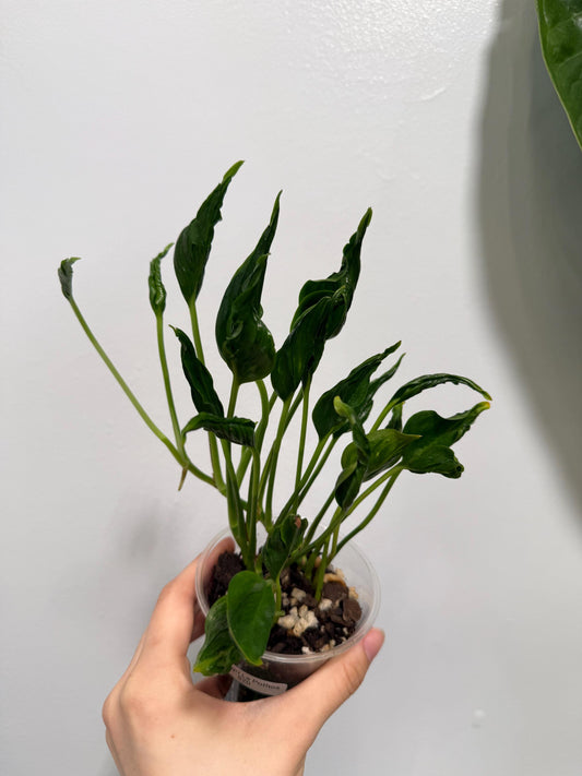 Shangri La Pothos Indoor Plant