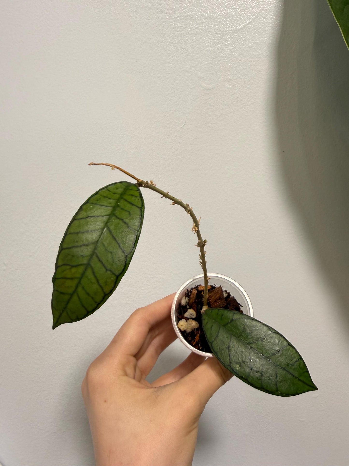 Hoya Gunung Gading Indoor Plant