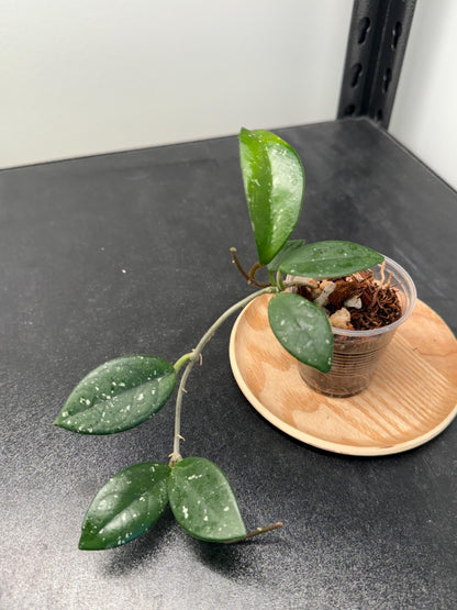Hoya Carnosa Wilbur Graves Russia Indoor Plant
