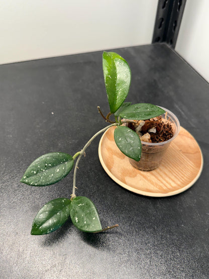 Hoya Carnosa Wilbur Graves Russia Indoor Plant