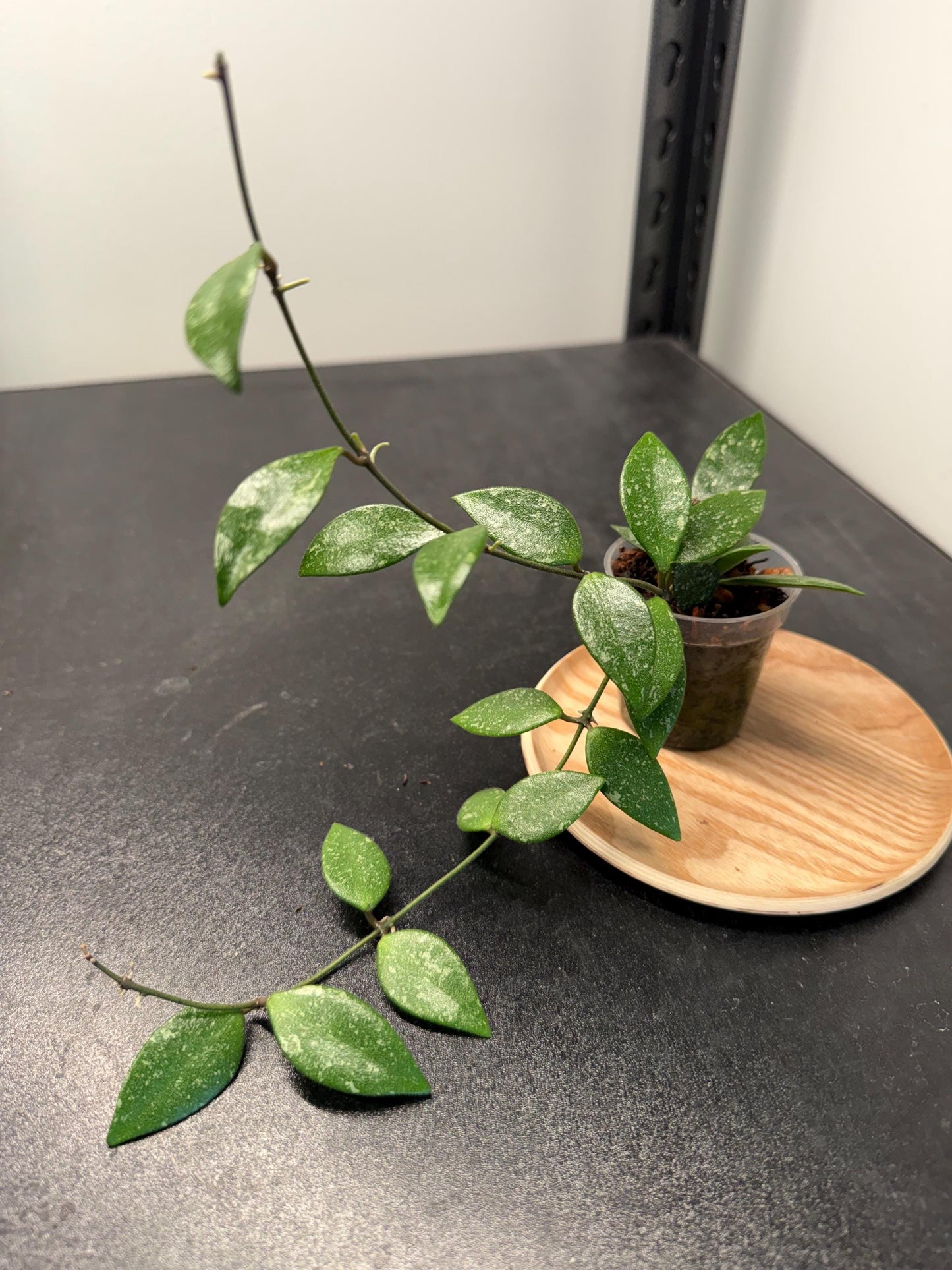 Hoya Lacunosa sp Cianjur Splash Indoor Plant