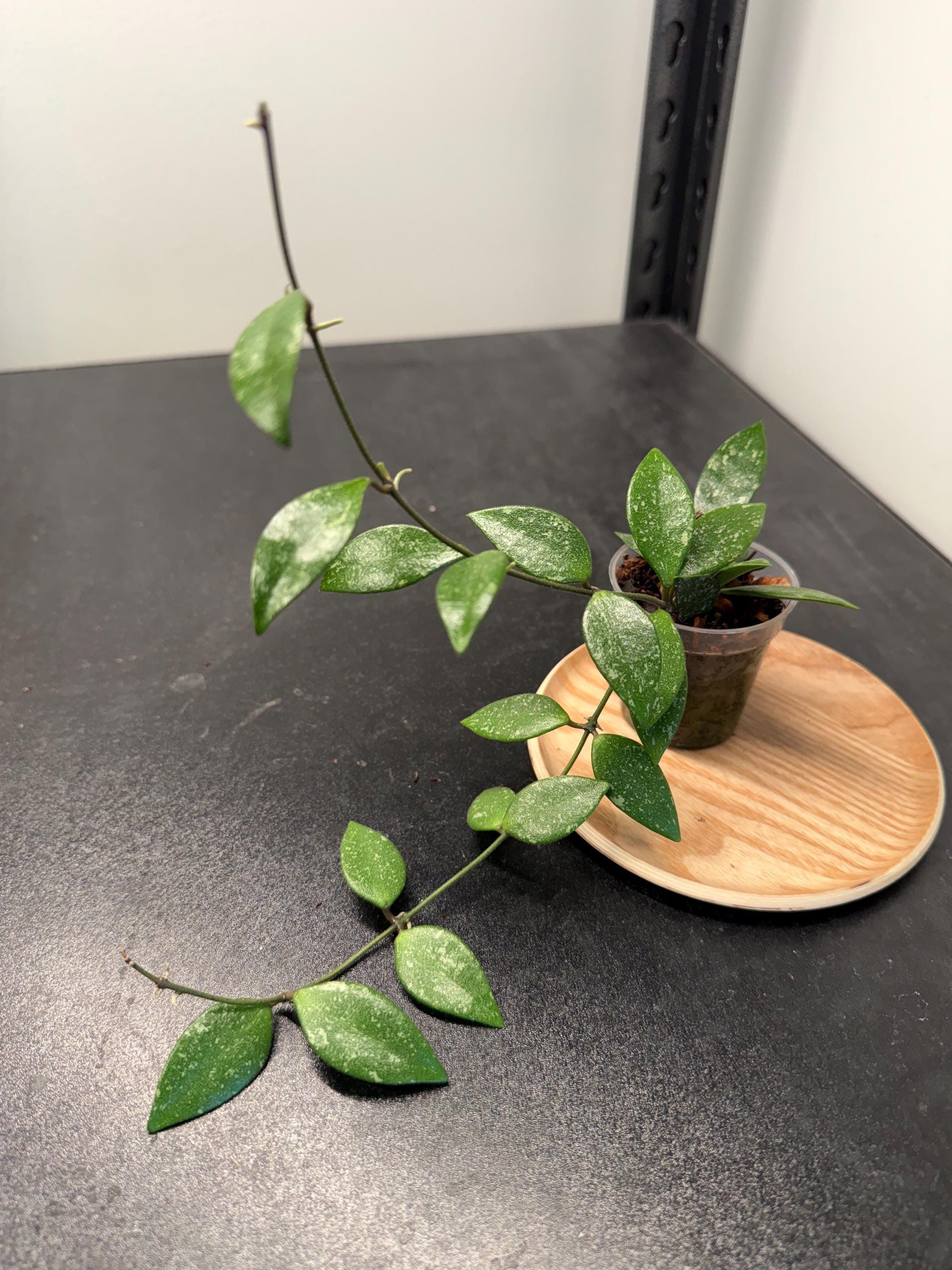 Hoya Lacunosa sp Cianjur Splash Indoor Plant