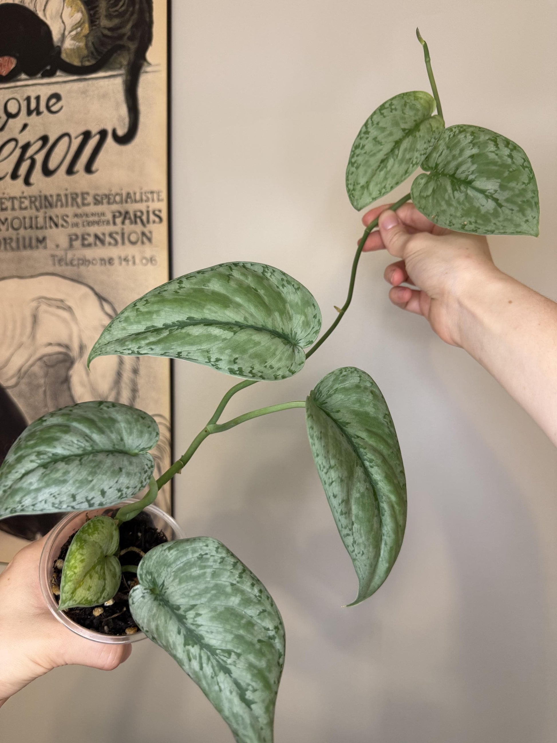 Scindapsus Silver Cloud Indoor Trailing Plant