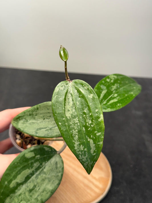 Hoya Latifolia Indo Silver Indoor Plant