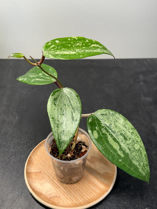 Hoya Latifolia Indo Silver Indoor Plant